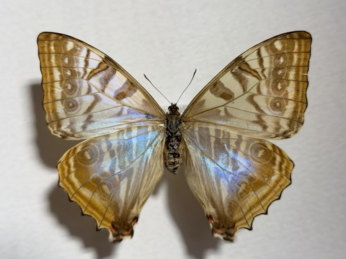Morpho sulkowskyi weibchen - morpho,