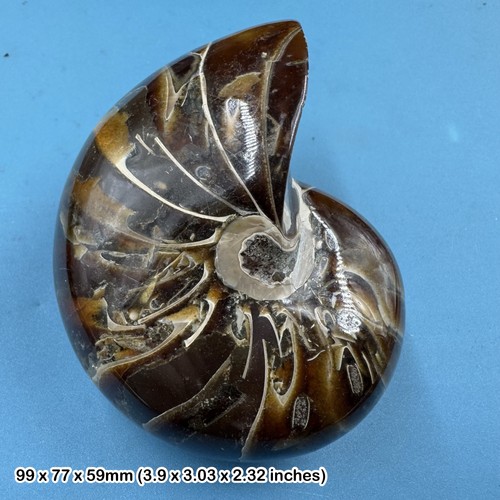 Nautilus fossil meerestier - nautilus,