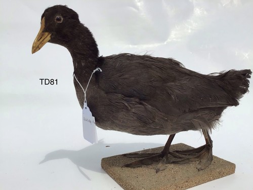 Td81 coot auf - coot, strukturiertem