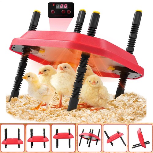 Küken wärmeplatte heizplatte - küken-wärmeplatte,