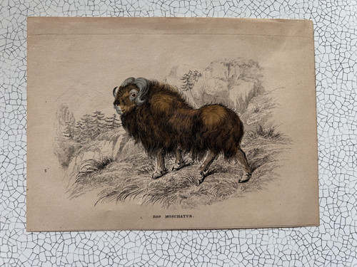 Antiker zoologischer