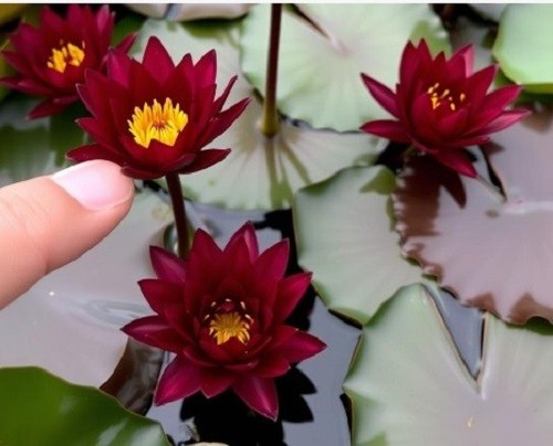 Dunkel rote zwergseerose - dunkel-rote,
