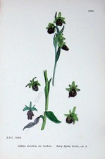 Alter antiker Druck Botanik