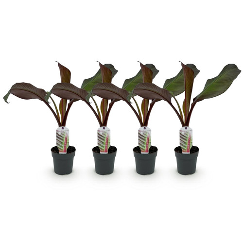 Ensete ventricosum maurelli - ventricosum,