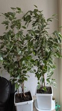 Ficus Benjamin Zimmerpflanze
