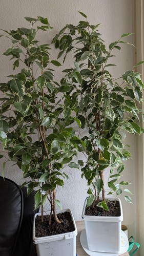 Ficus benjamin zimmerpflanze - benjamin,
