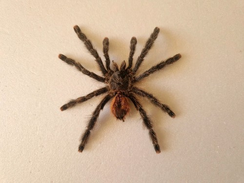 Avicularia juruensis female - avicularia,