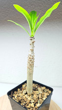 Pachypodium