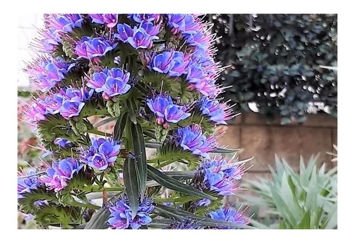 15x echium candicans - 15x,