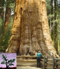 SAMEN Wahnsinn - ein Gigant - der monströse BERGMAMMUTBAUM