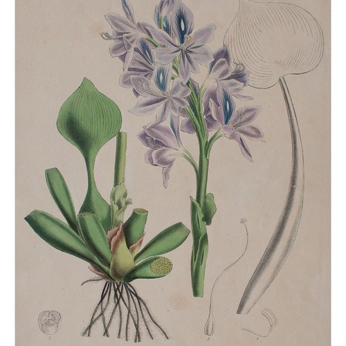 Pontederia azurea hechtkraut - pontederia,