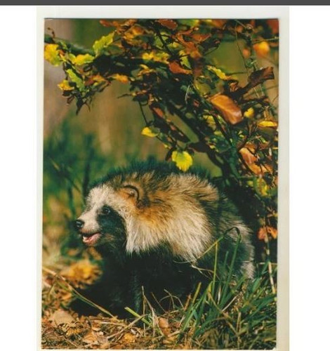 Wildlife poland mazury - ,