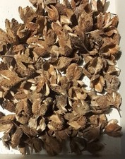 200 Bucheckern Hütchen Früchte Basteln Deko Herbst Weihnachten