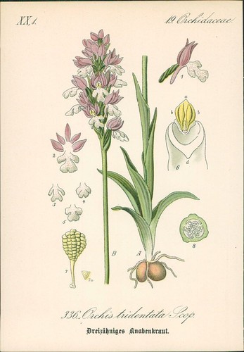 Chromolithographie - ,
