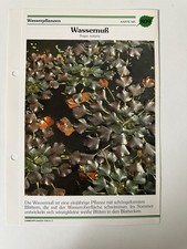 Wassernuss Pflanzensteckbrief