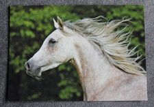 Postkarte Sam,Araber Pferd,Arabische Pferde,Horse,Tier,Tiere,AK,Ansichtskarte