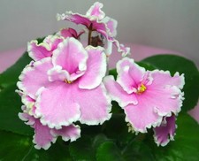 Usambaraveilchen African