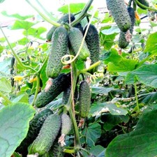 Gurkensamen Kibria F1