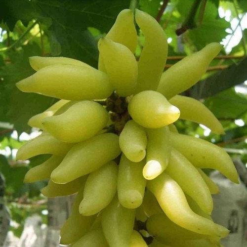 Weinrebe weintraube - weinrebe,