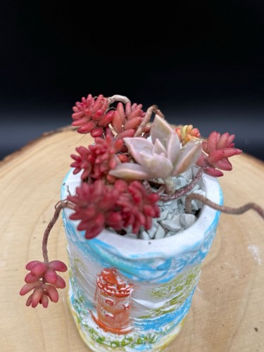 Graptopetalum paraguayense