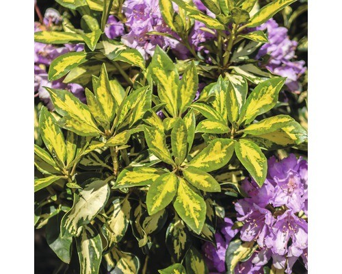 Großblumige alpenrose - großblumige,