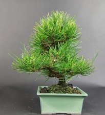 Bonsai - Schwarzkiefer, Pinus
