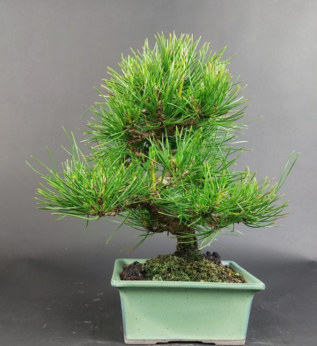 Bonsai schwarzkiefer pinus - bonsai,