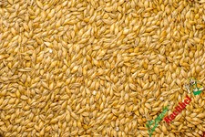 Gerste kg - (0,84€/kg),