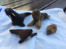 Vintage Echtfell Robben Igel