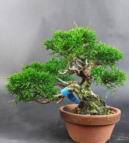 Bonsai wacholder juniperus - bonsai,