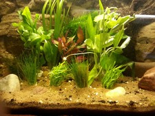 Aquarium Pflanzen Set 4 Bunde