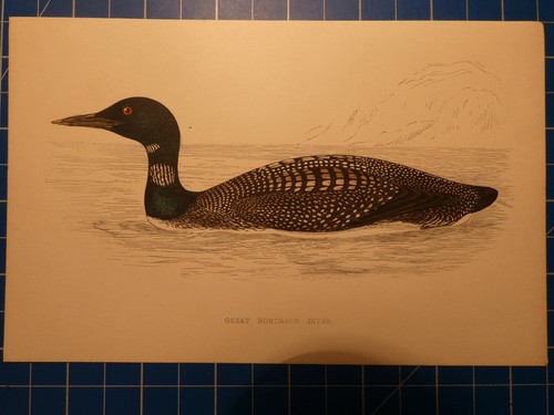 Great northern diver - northern,