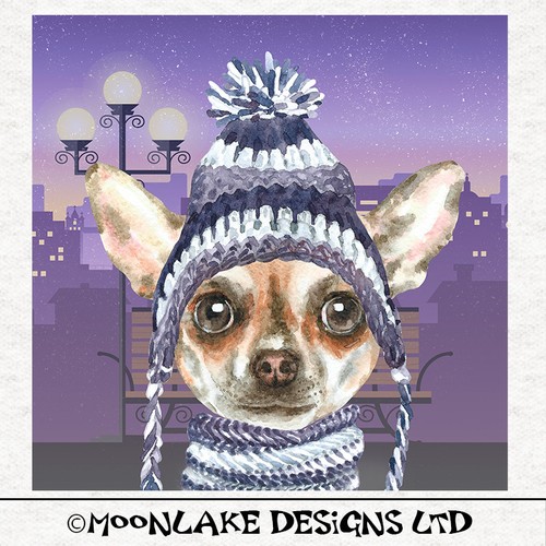 Hund chihuahua - -,