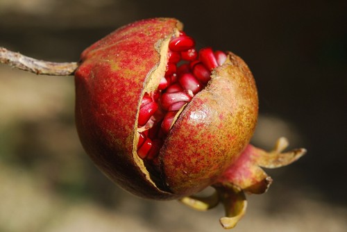 Granatapfel russian 10 samen - `russian`,
