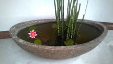 Miniteich, Teichschale, Balkonteich Biotop Wassergarten Pflanzkübel Vogeltränke