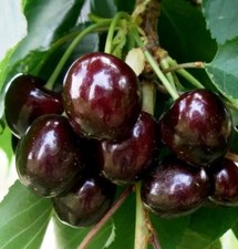 Säulenkirsche Schokoladniza