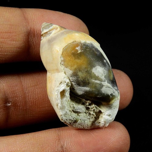 Natürliche schnecke fossil - natürliche,