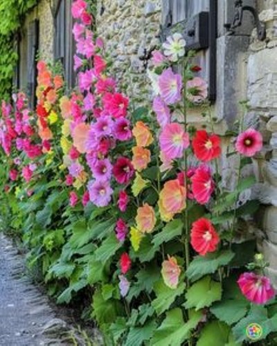 80002337 alcea rosea hollyhock - 80002337,