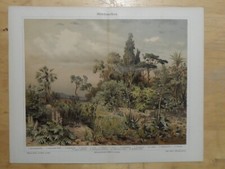 Genuine chromolithograph - genuine(1906),