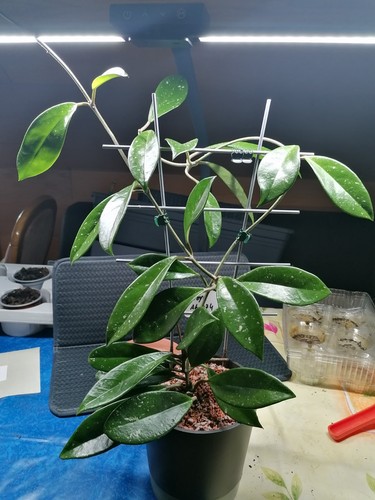 Wunderschöne hoya 074 - wunderschöne, ah