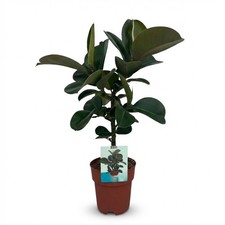 Ficus Elastica Cloe