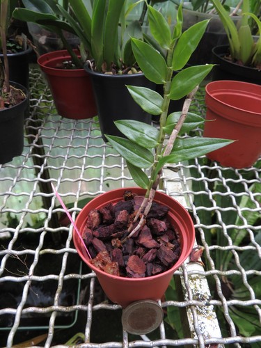 Dendrobium subclausum