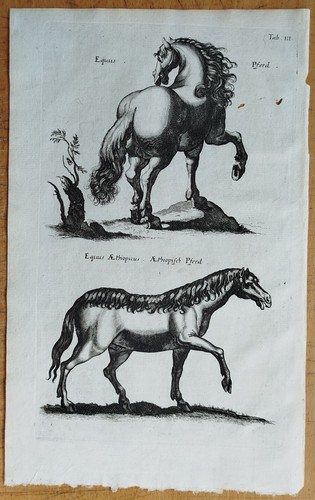 Pferd merian johnston - pferd, merian/johnston