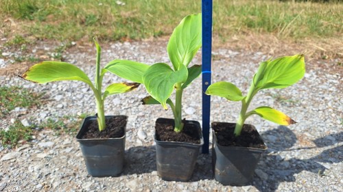 Bananenpflanze ensete - bananenpflanze,