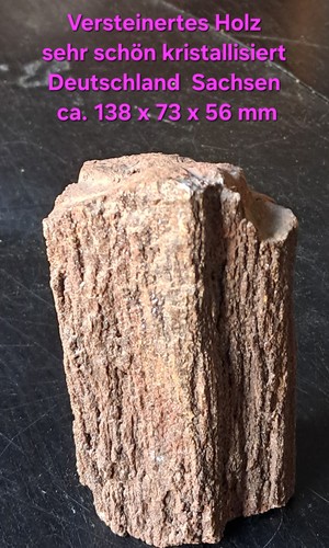 Versteinerung holz - versteinerung,