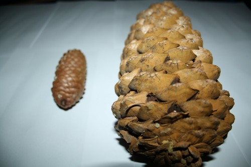 Mammutbaum bergmammutbaum - mammutbaum,,