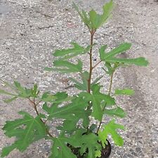 Zwergfeige Little Miss Figgy®