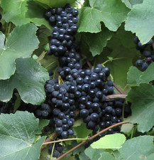 Traube blau Erdbeertraube