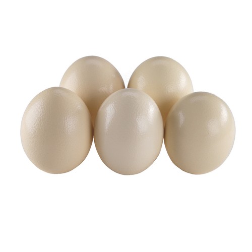 5er set strausseneier - set, xxl