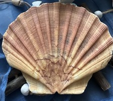 Jacobsmuschel- flach -maritim-Meer-echte Muschel-Kammuschel-Fächermuschel-Deko-